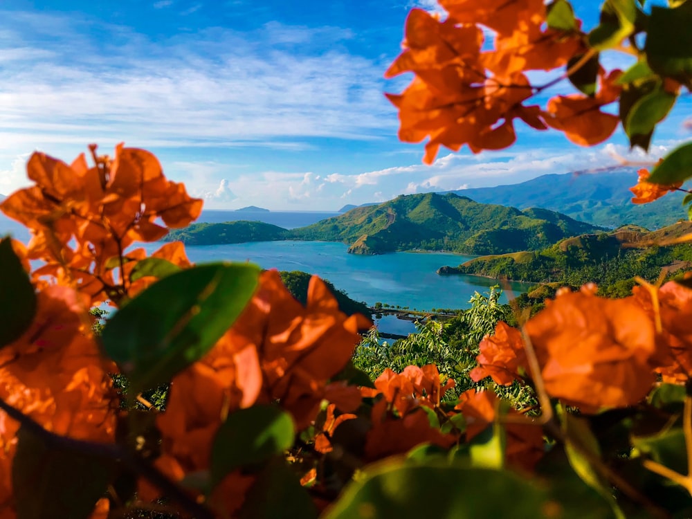 orange flowers