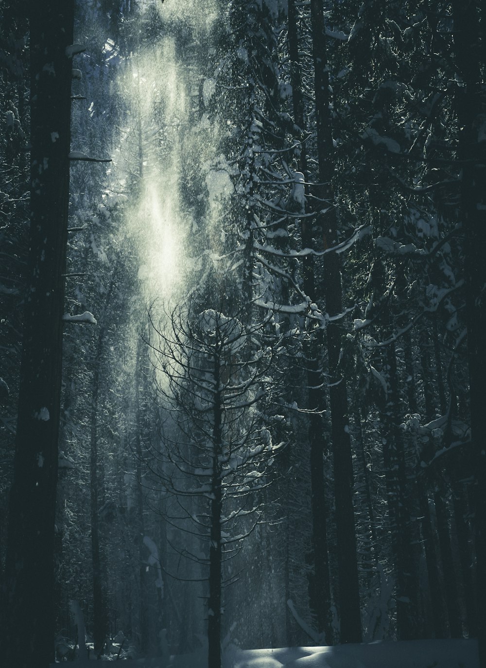 tree covered with snow during daytime