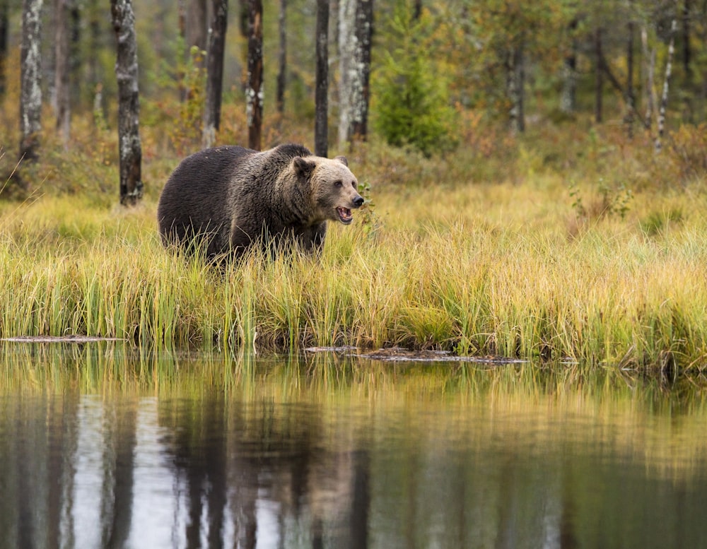 brown panda on open field near river during daytime