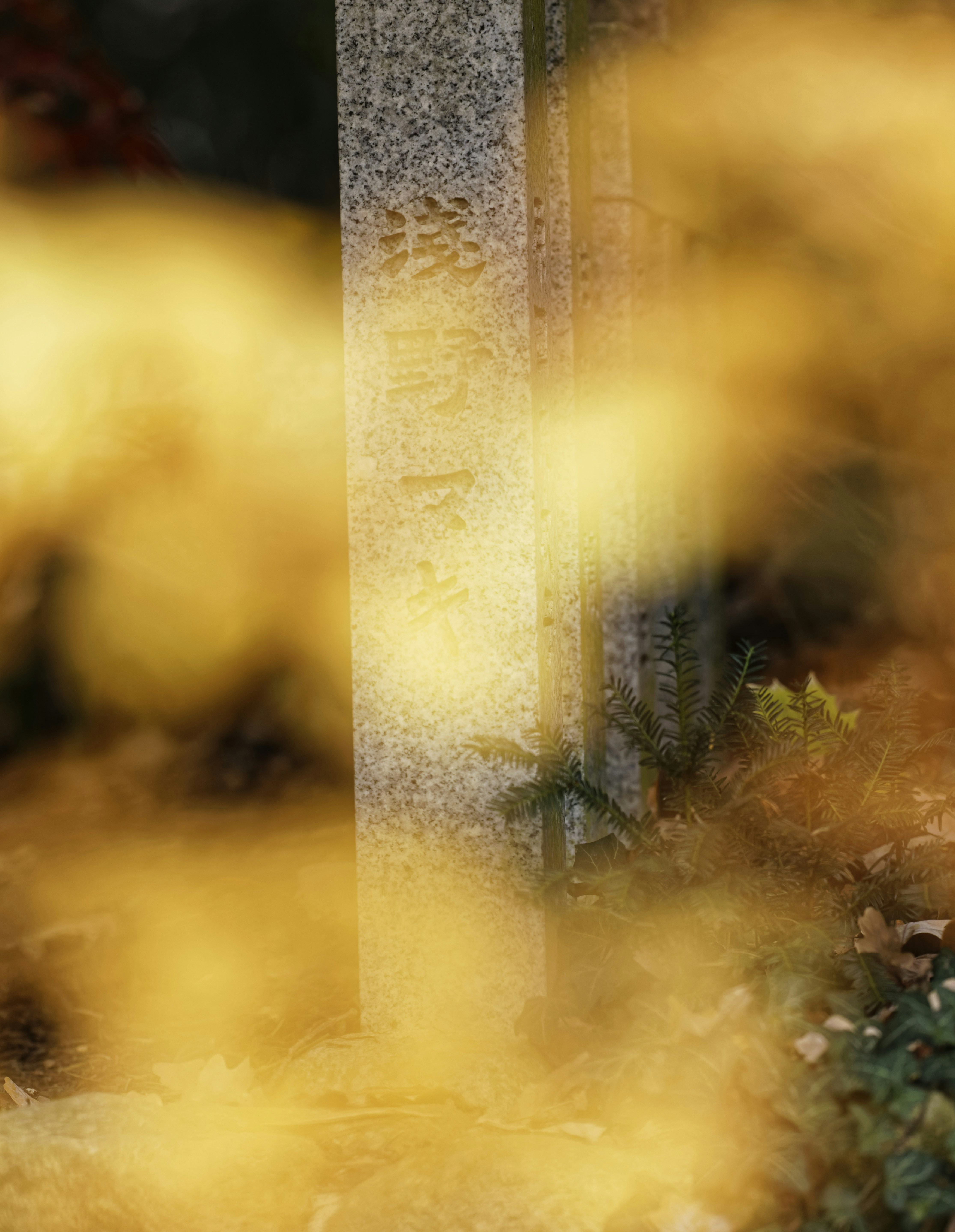 a black and white cat sitting on top of a stone pillar