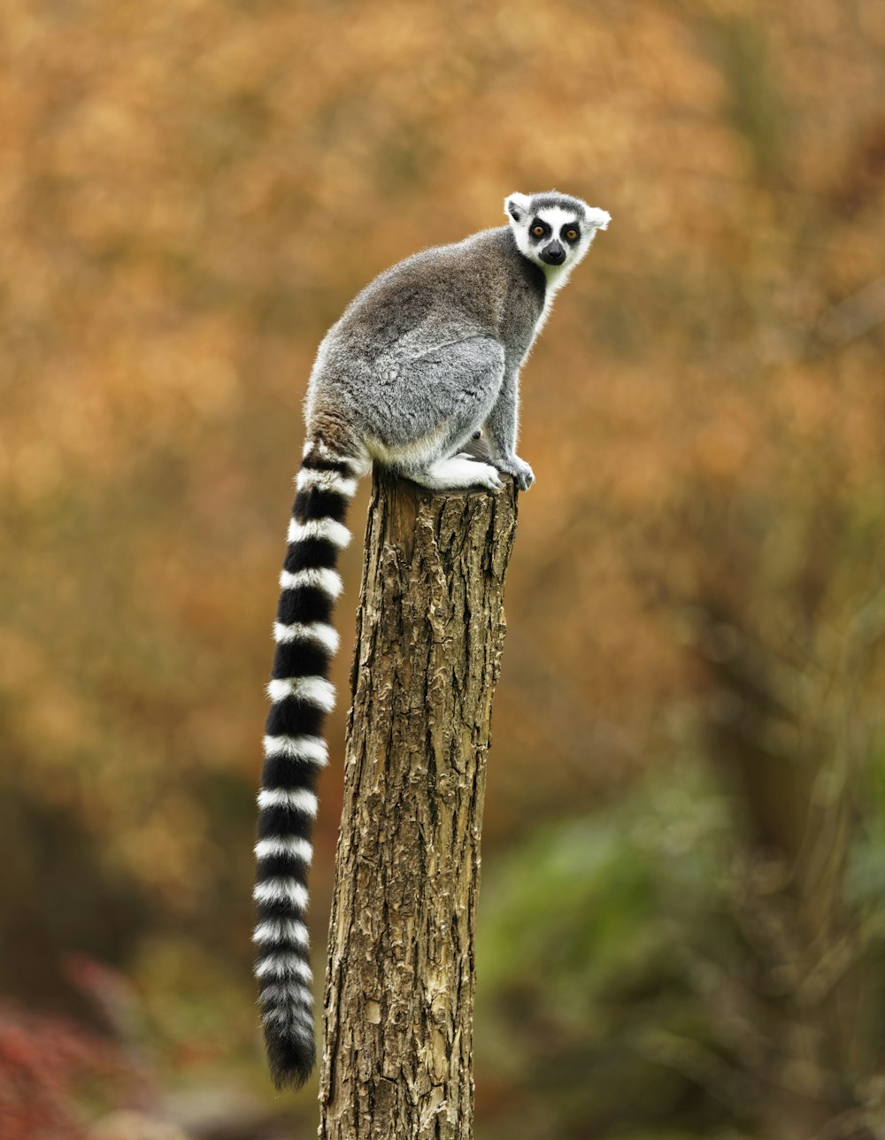 ring tailed gray leemur