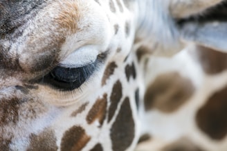 portrait of brown and white giraffe