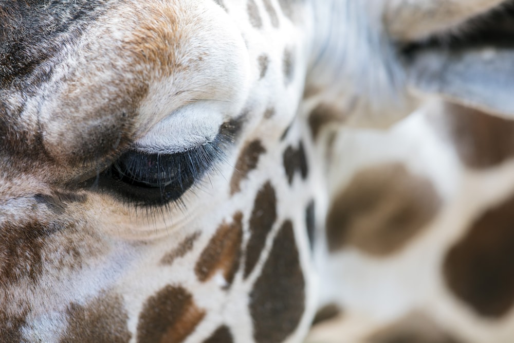 Portrait de girafe brune et blanche