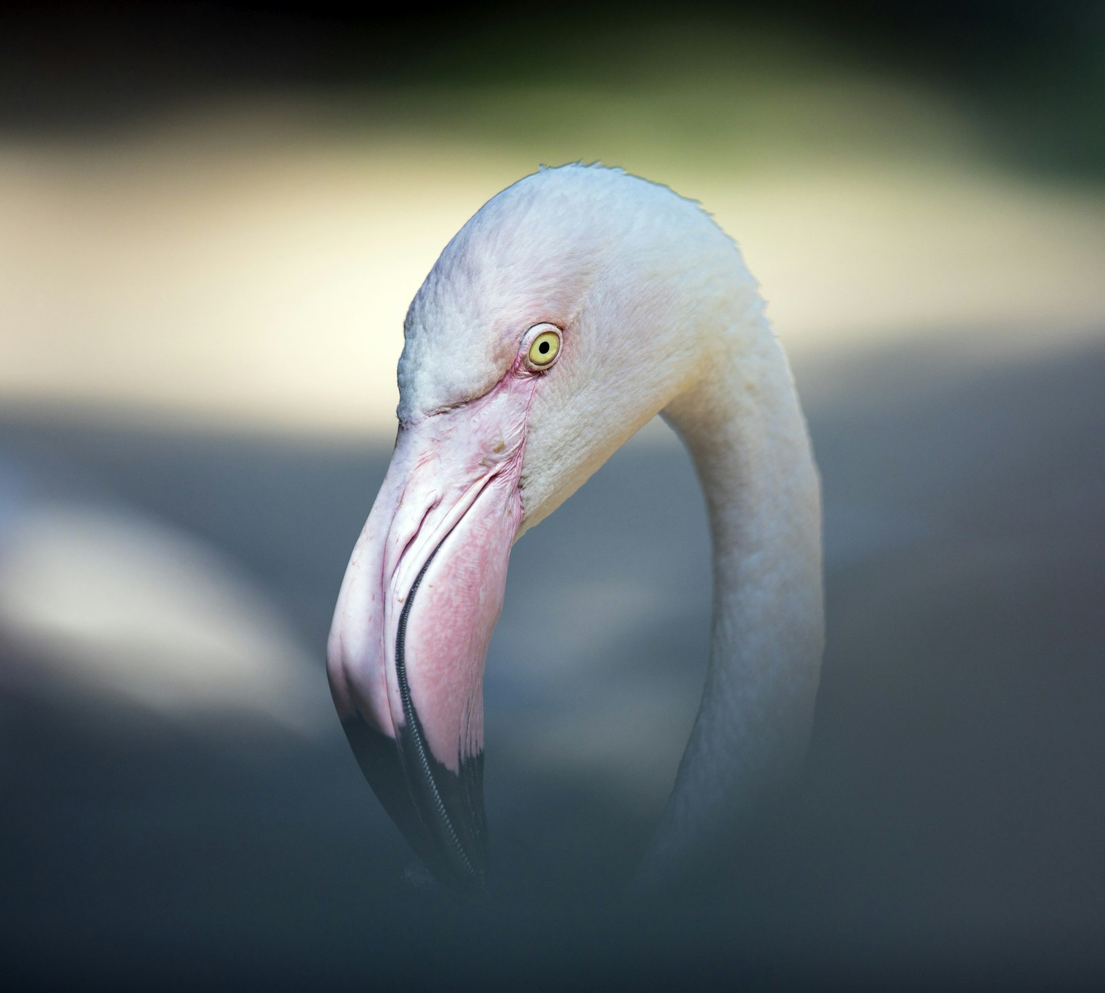 Canon EOS 5D Mark IV + Canon EF 300mm F2.8L IS II USM sample photo. Flamingo portrait photography