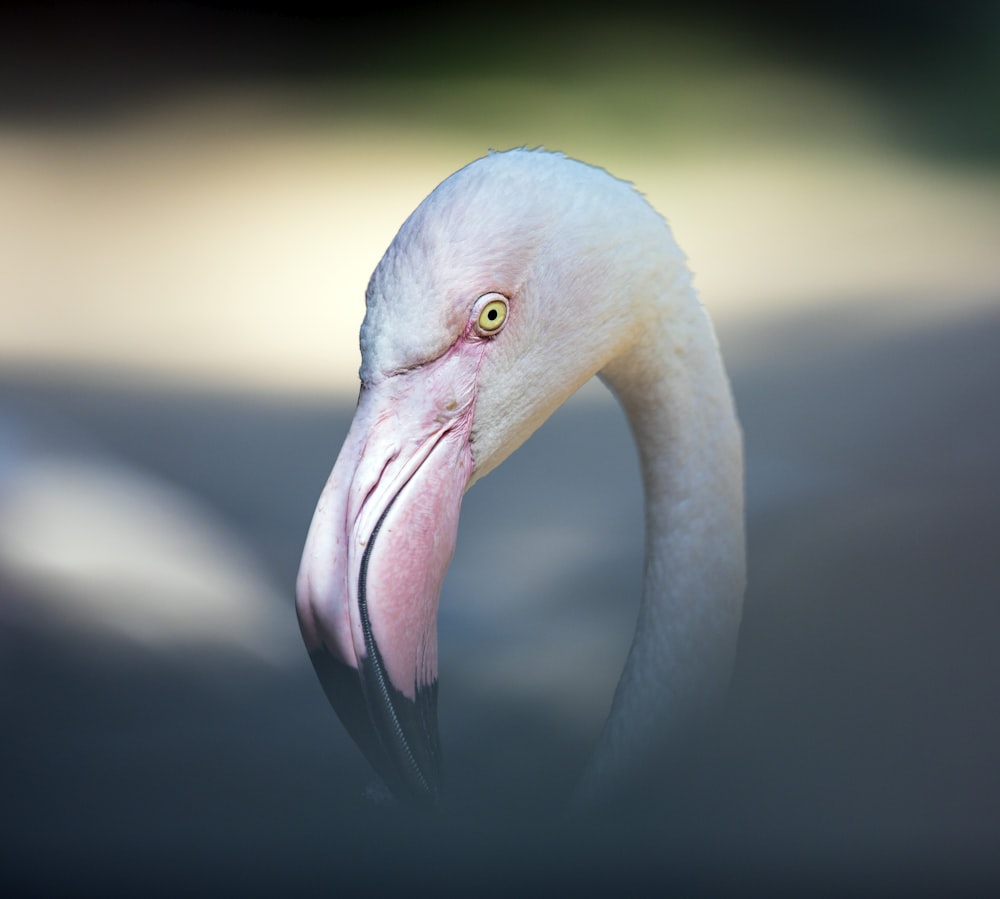 flamingo portrait