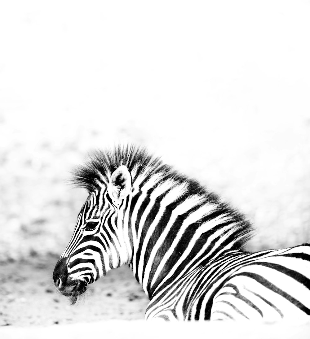 Fotografia a fuoco selettiva della zebra
