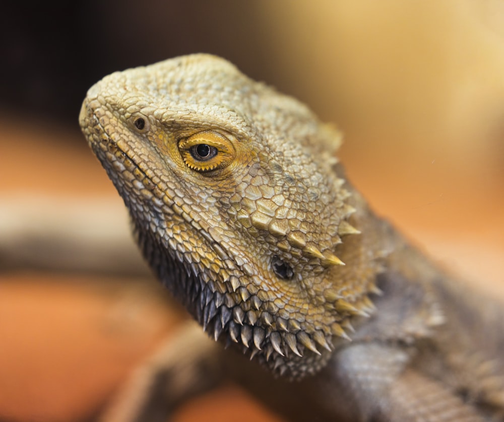 shallow focus photography brown-bearded dragon