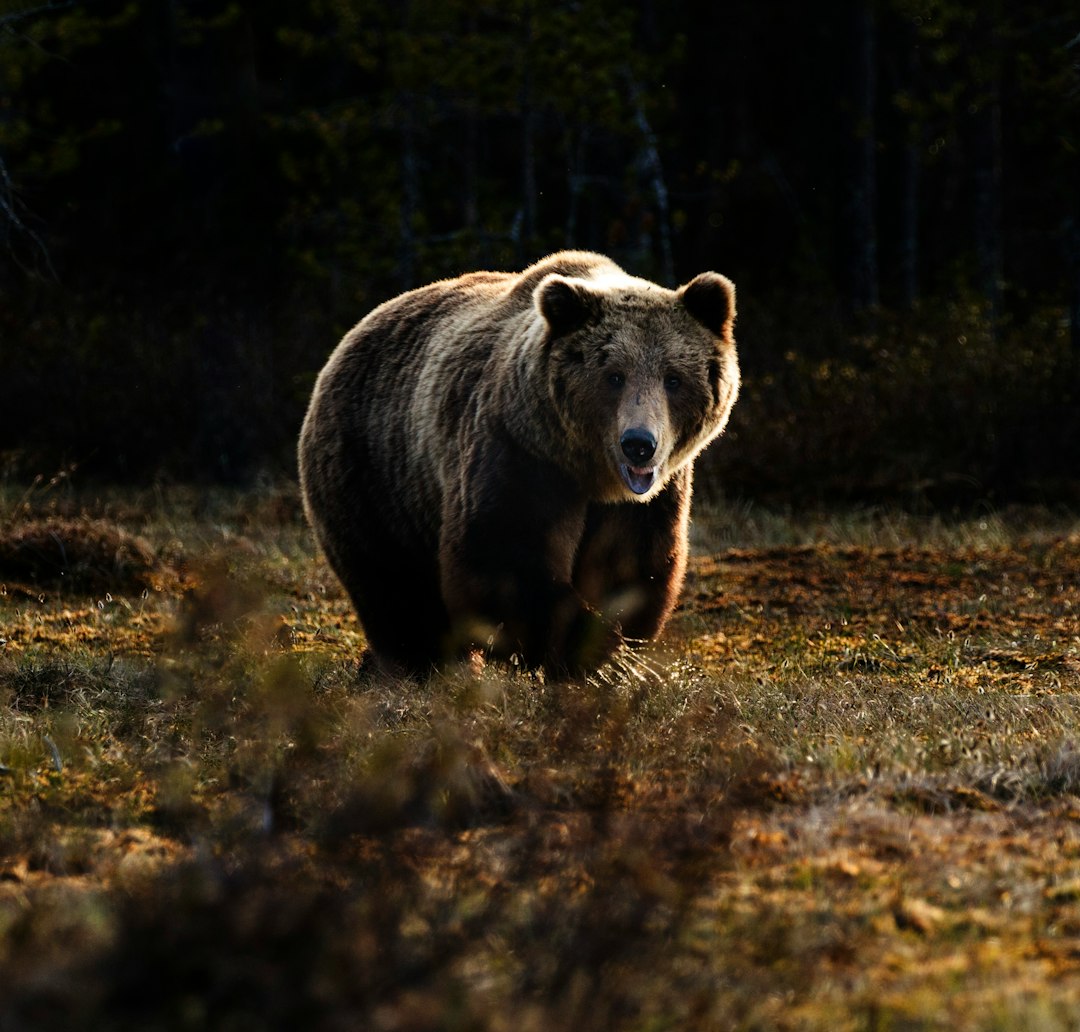 Mammal, animal, bear and wildlife HD photo by Zdeněk Macháček (@zmachacek) on Unsplash Mammal, animal, bear and wildlife HD photo by Zdeněk Macháček (@zmachacek) on Unsplash
