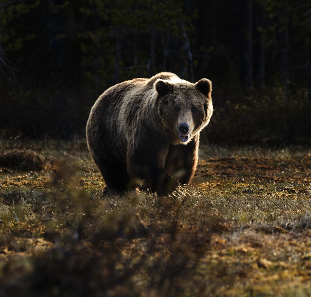 brown bear