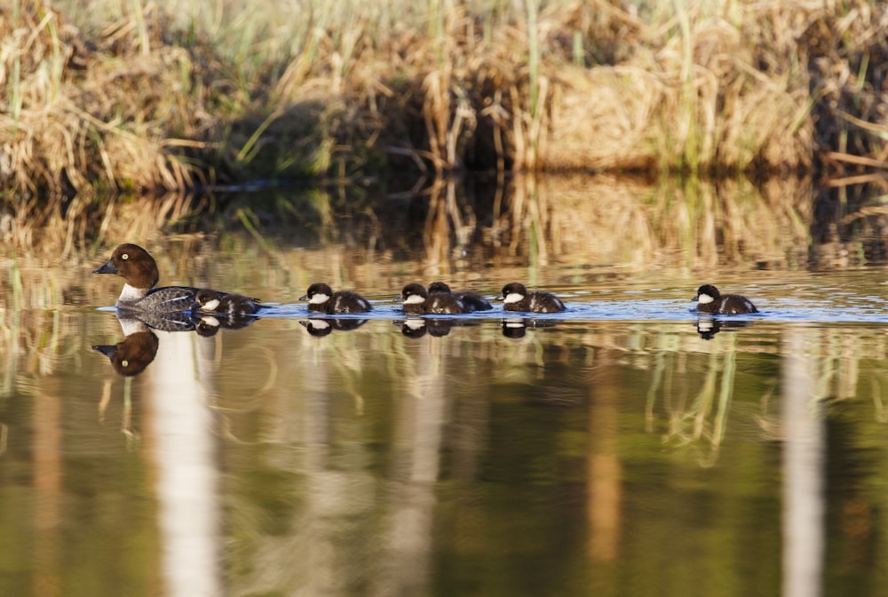 flock of mallard ducks