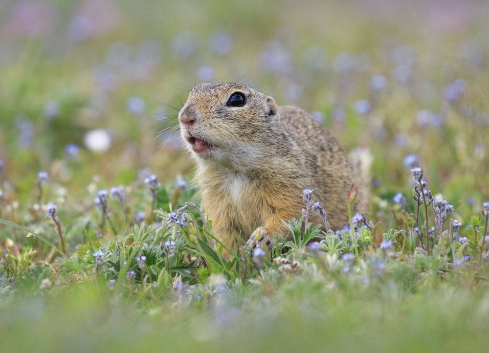 Photographie à mise au point peu profonde de la souris brune