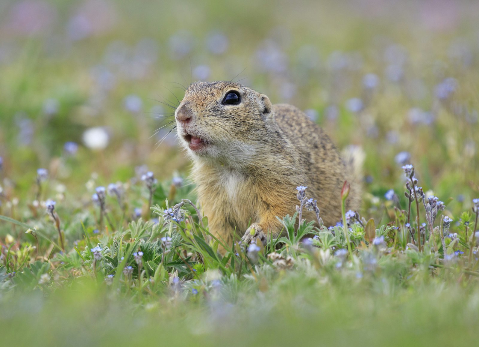 Canon EOS 7D Mark II + Canon EF 100-400mm F4.5-5.6L IS II USM sample photo. Shallow focus photography of photography