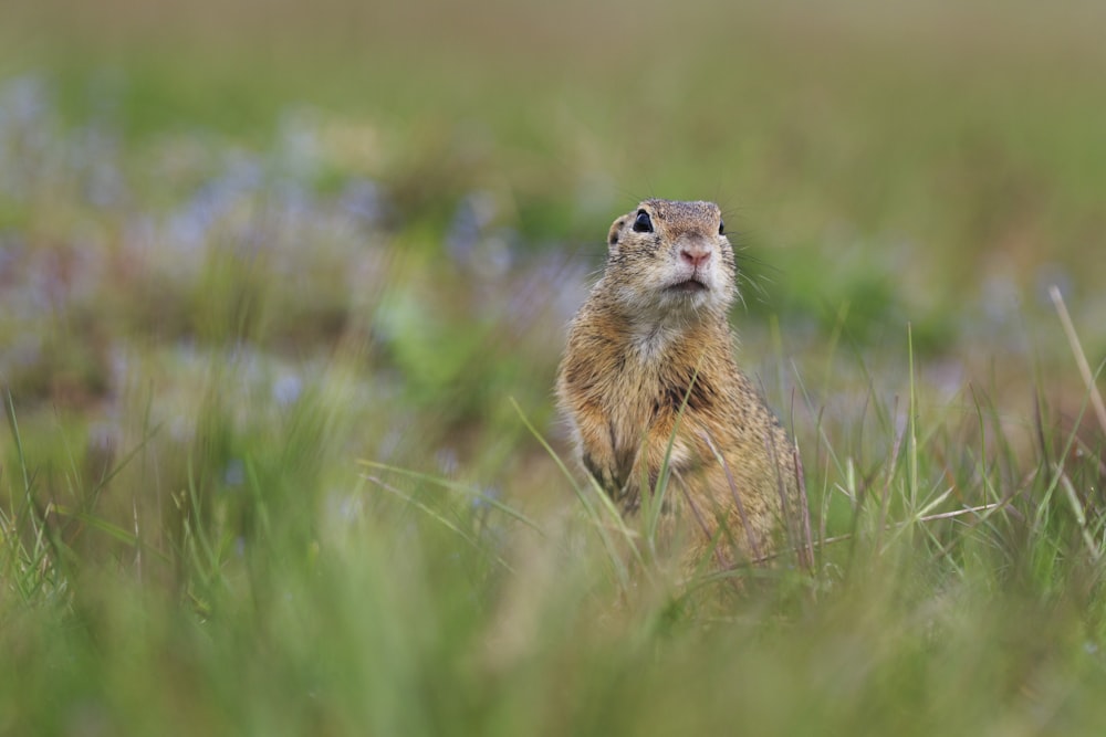 brown squirrel