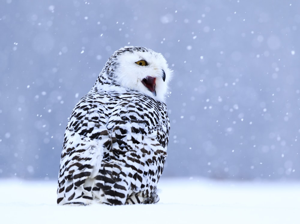 Búho blanco y negro en campo cubierto de nieve