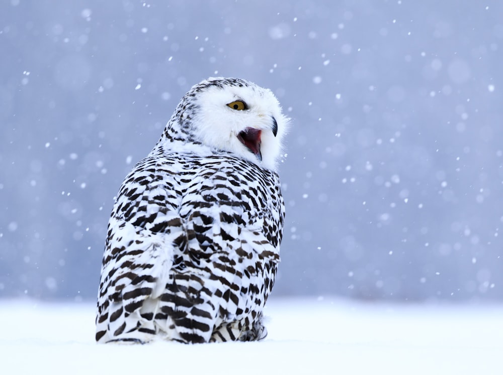 white and black owl on snow covered field