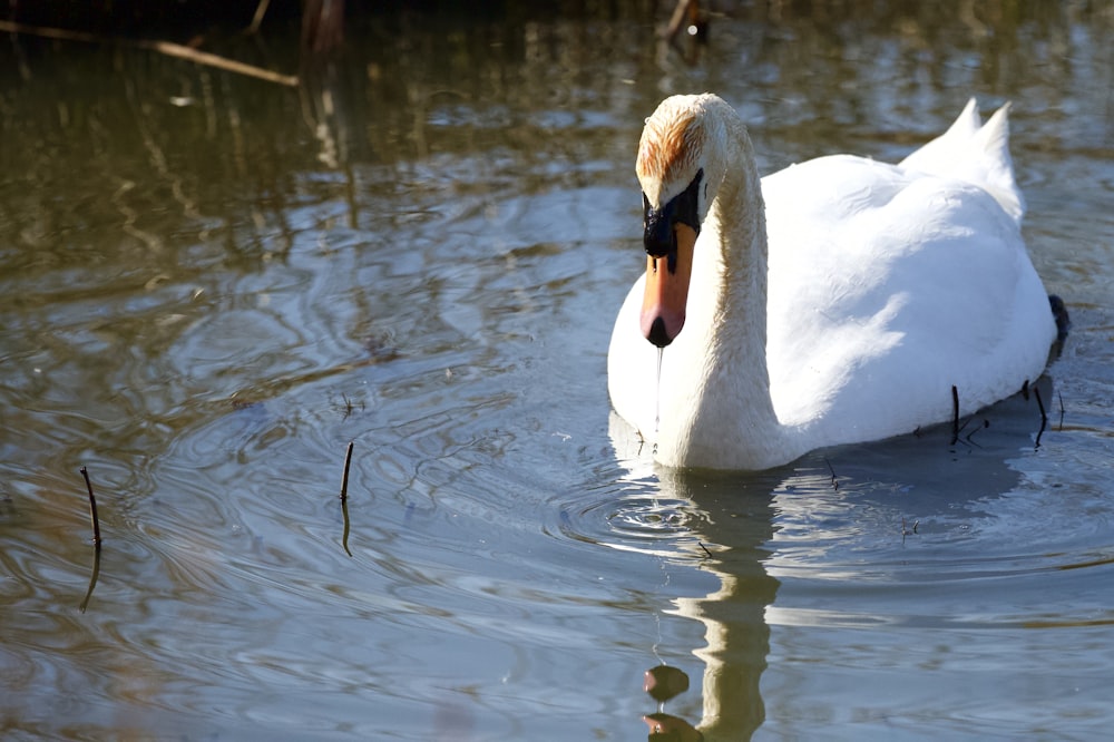 white goose