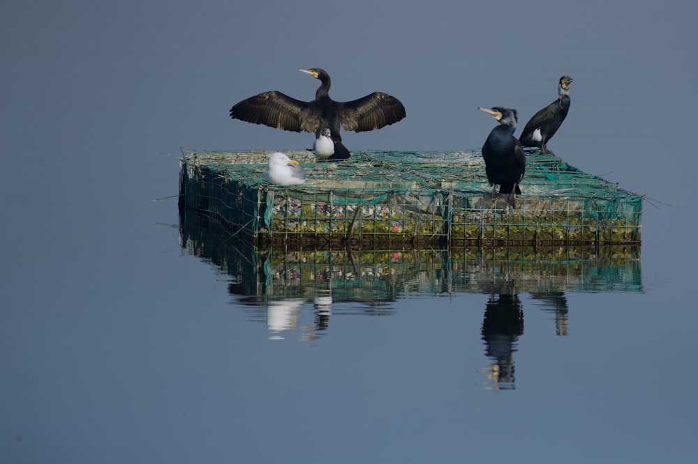 three birds on floating platform on body of water