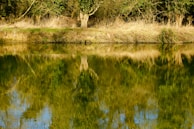 A peaceful riverside view near Eskipazar with reflections of trees.