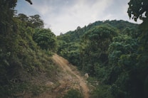 A dense jungle scene with lush green foliage and a narrow dirt path winding through the vegetation, leading towards a hill in the background. The path is surrounded by thick trees and shrubs, creating an impression of wilderness and seclusion under a cloudy sky.