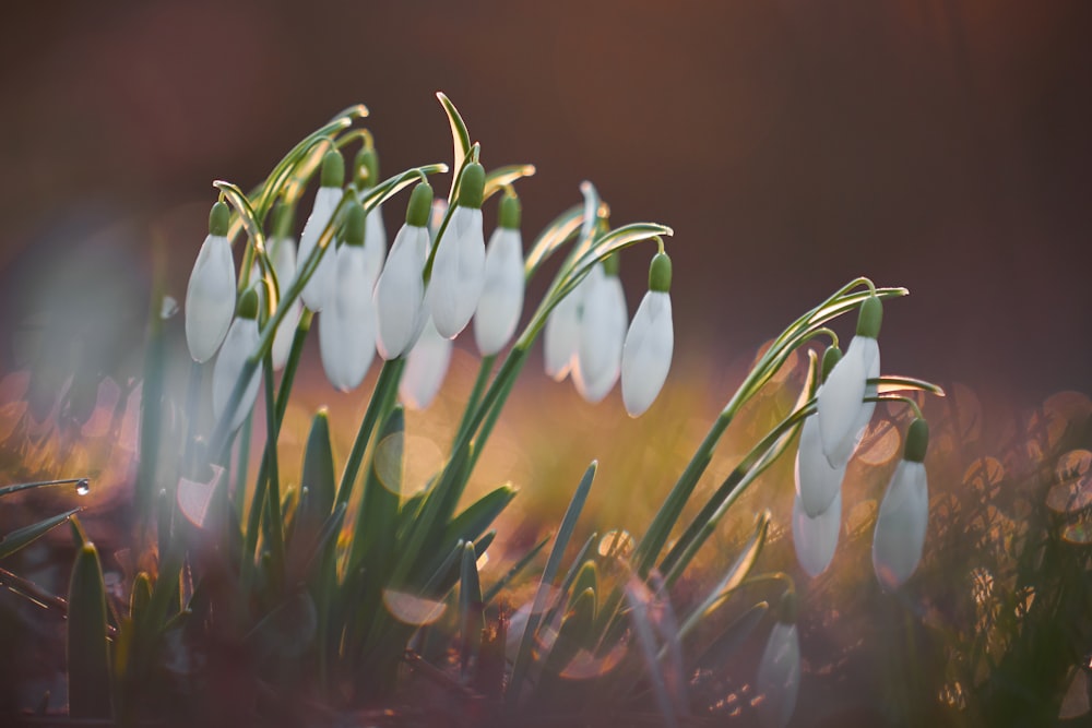 closeup photography of white petaled flowers