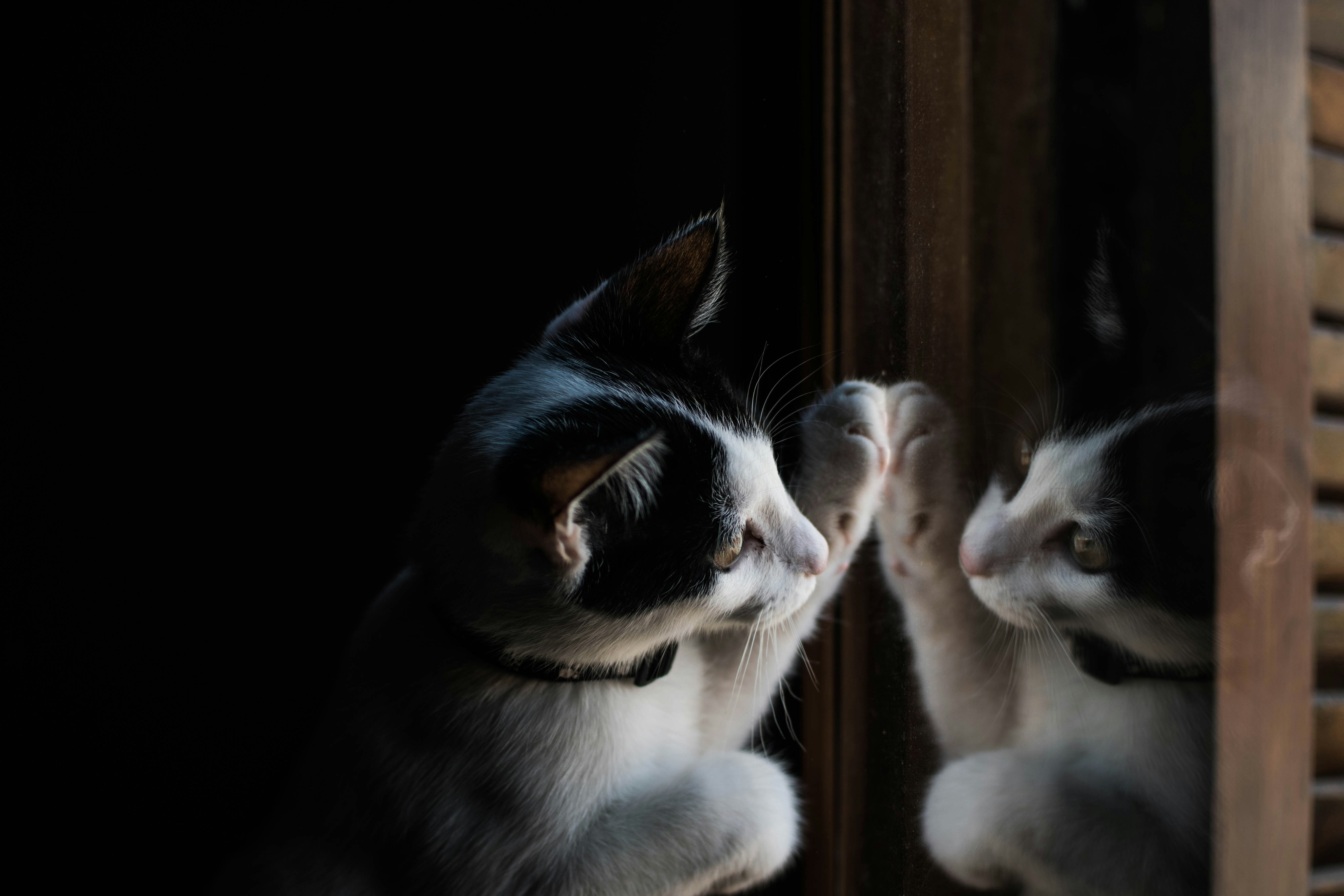 Black eared white furry bodied cat holds up a paw against a wood frame mirror with their other paw folded in, against a black background