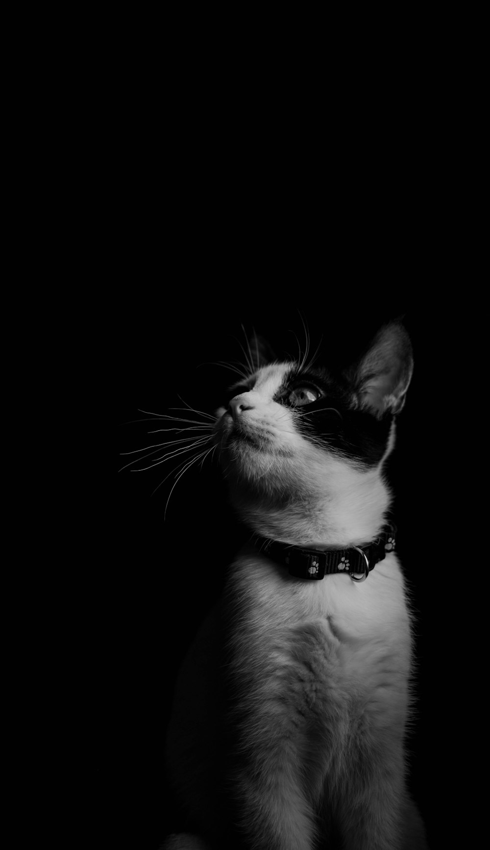 gato de pelo curto branco e preto