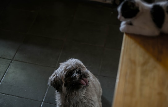 A small dog with curly fur is looking up with its tongue out, while a black and white cat is perched on a wooden surface above, looking down at the dog. The floor is tiled and dimly lit.