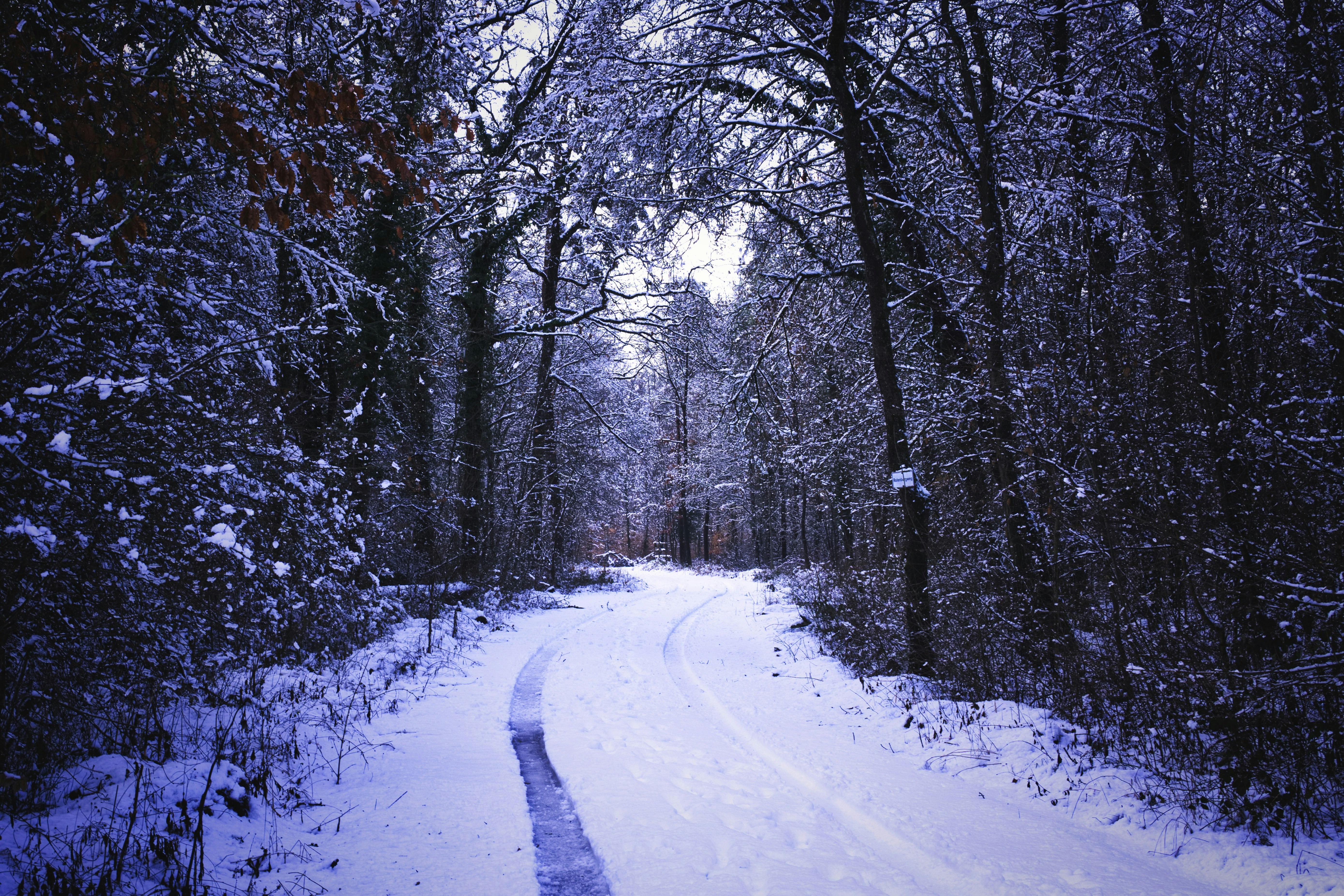 white pathway surrounded with trees