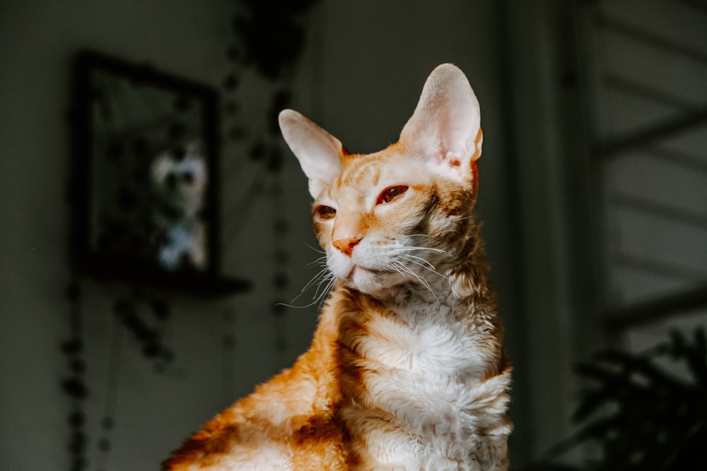 orangefarbene Katze