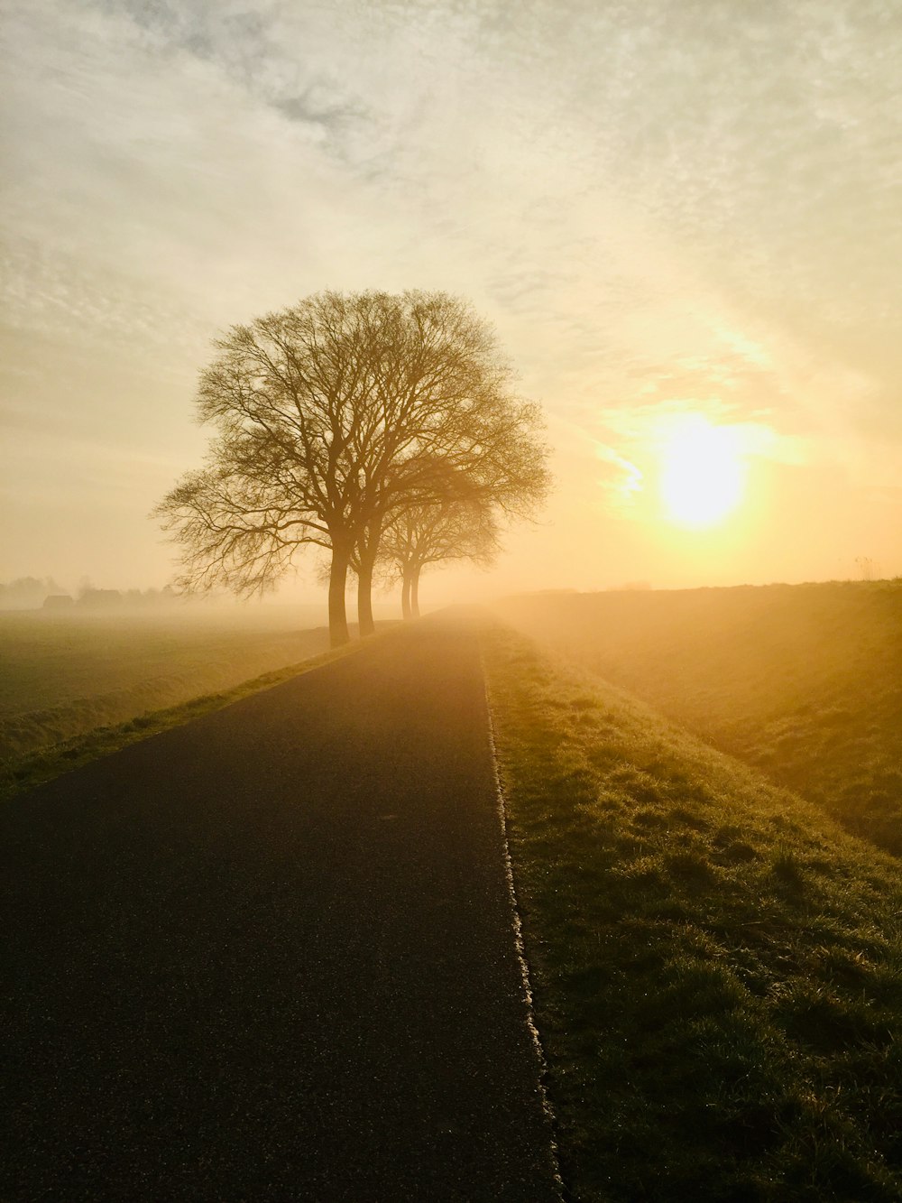 silhouette photo of tree during sunset