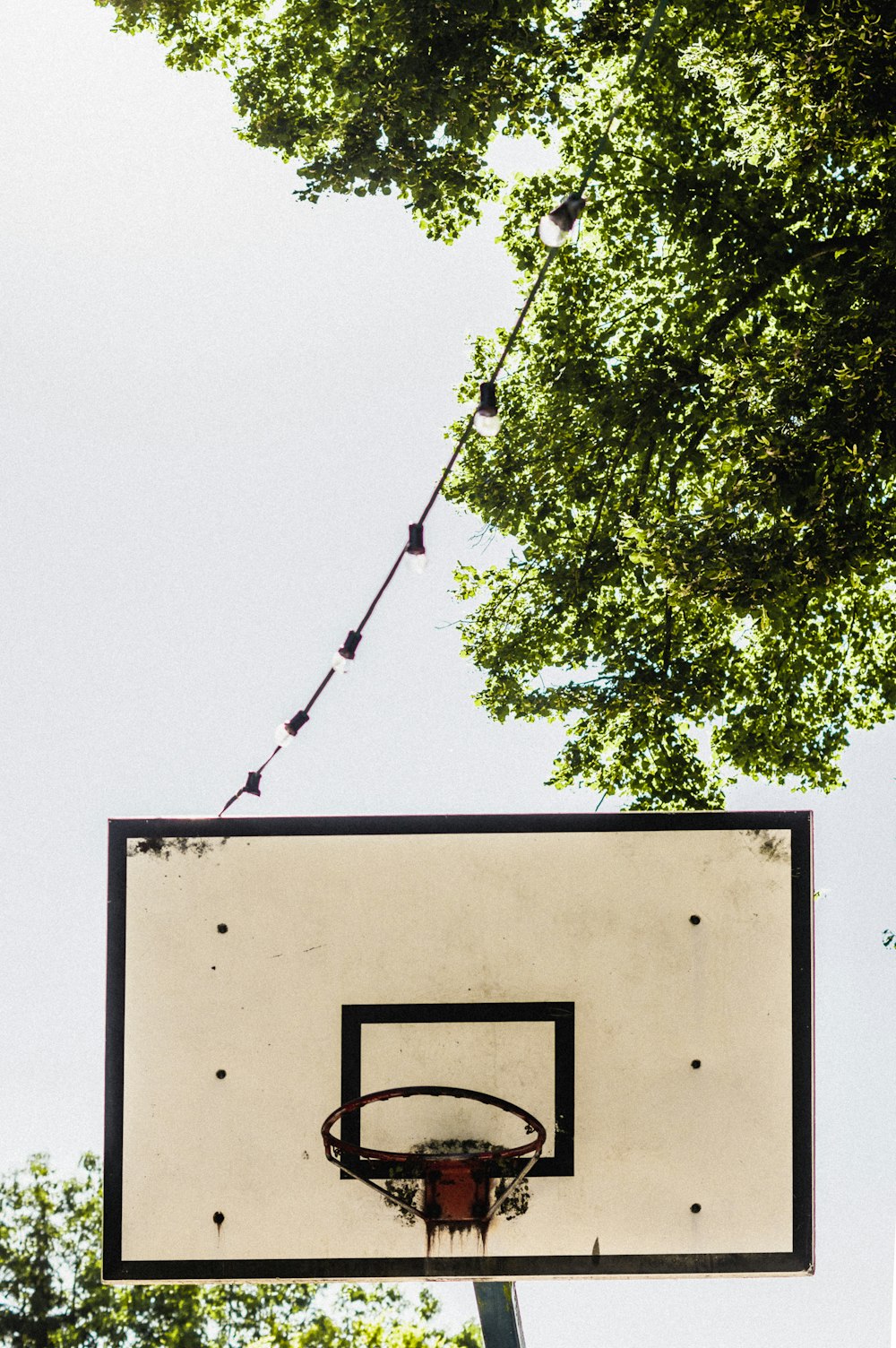 basketball hoop under green tree