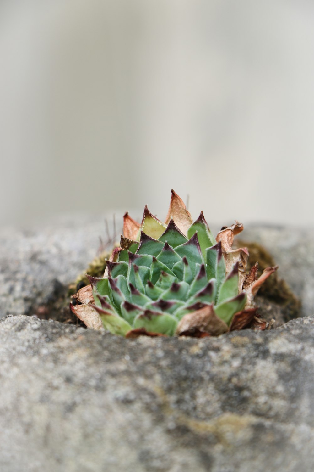 green succulent plant