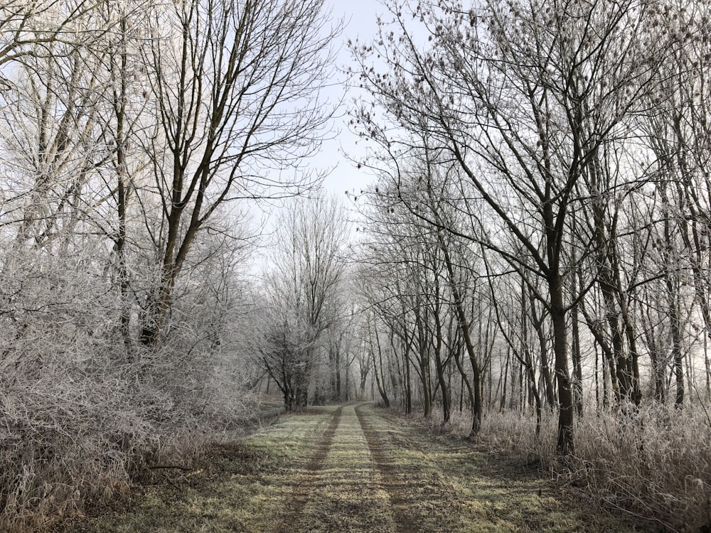 bare tree pathway