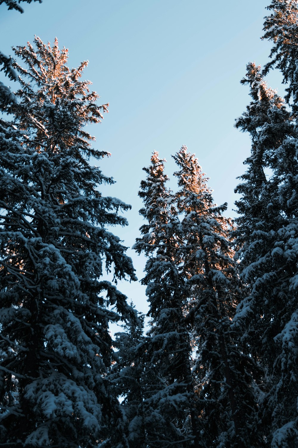 昼間の青空の下、雪に覆われた松の木