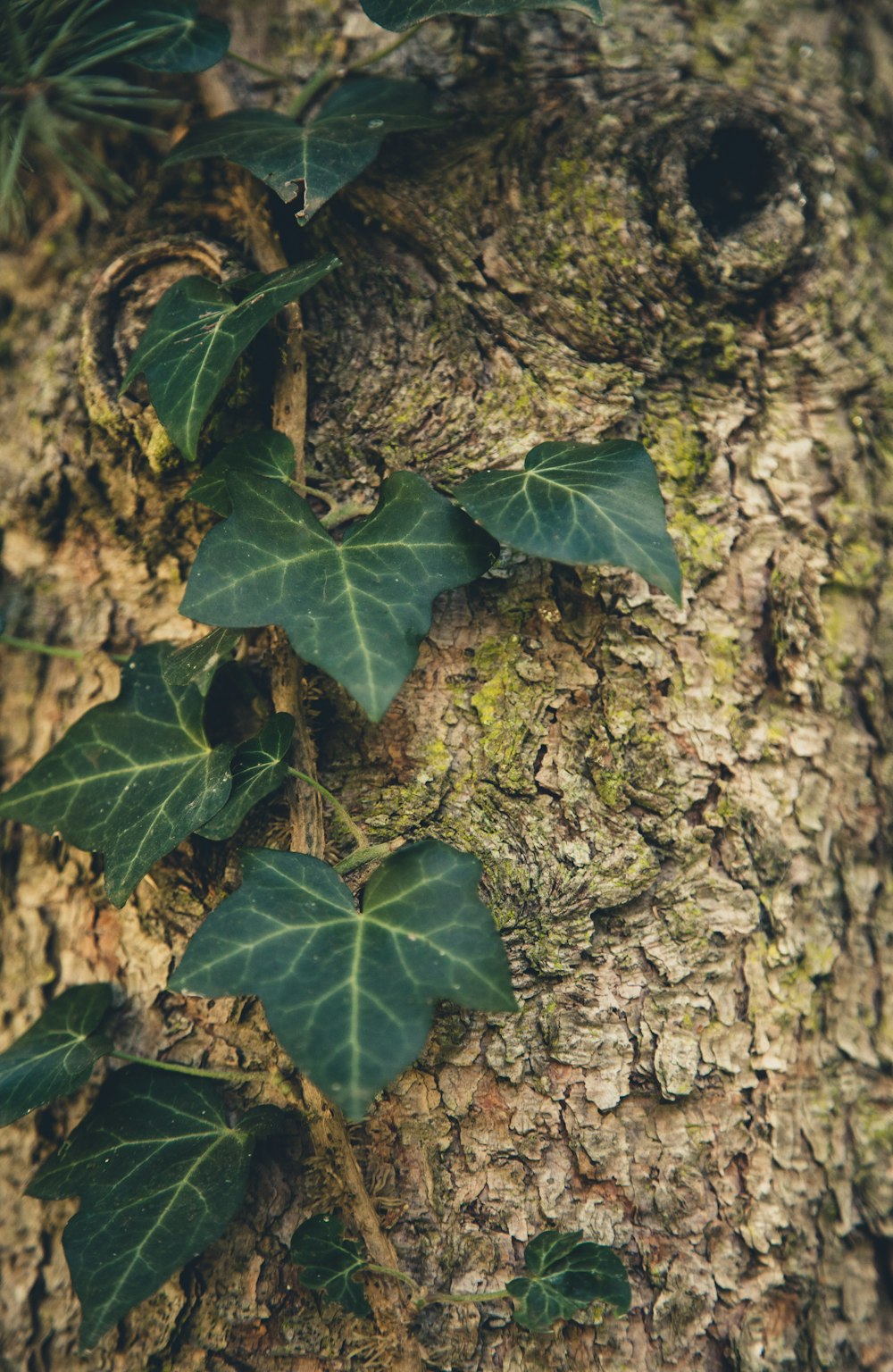 green-leafed plant