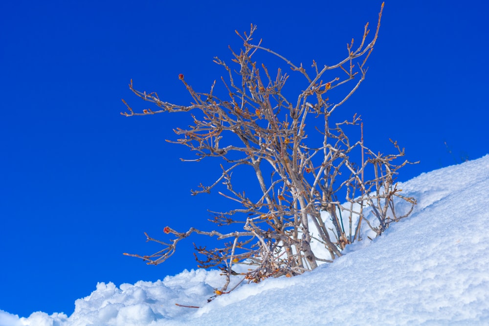 árvore nua marrom com campo coberto de neve sob o céu azul durante o dia