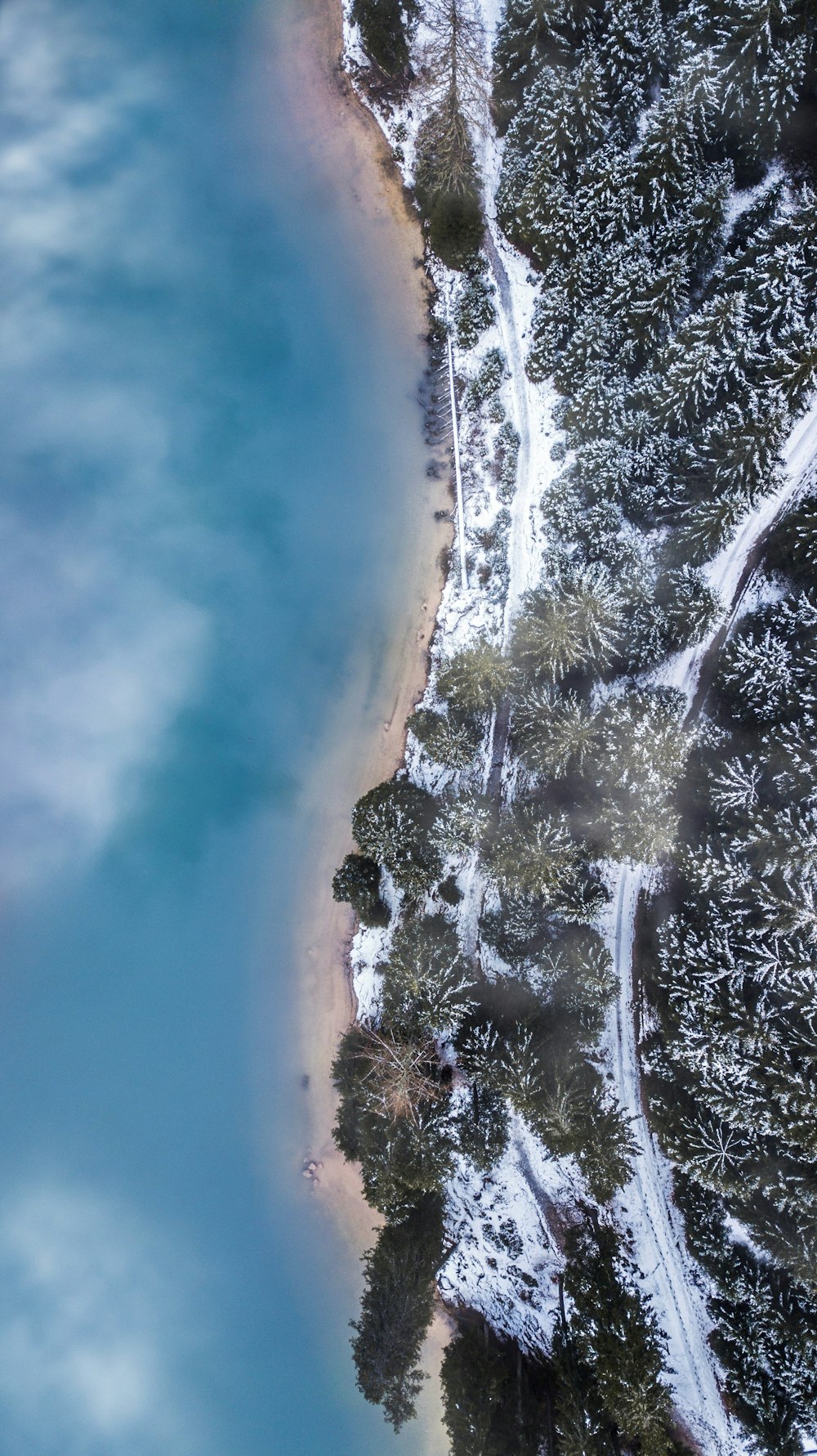 high-angle view of pine trees