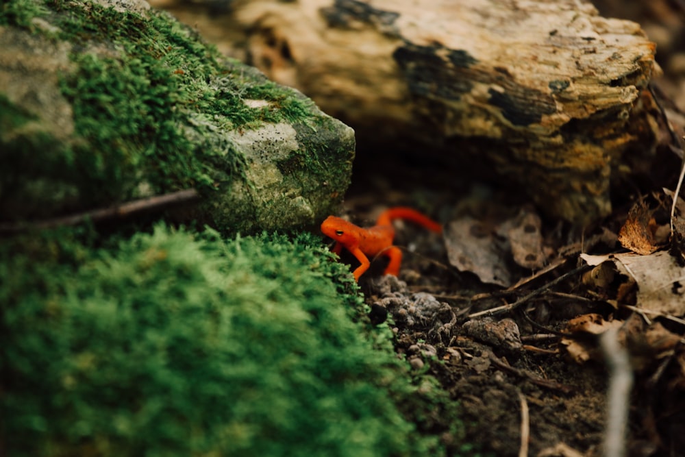 red rodent on brown and green stones