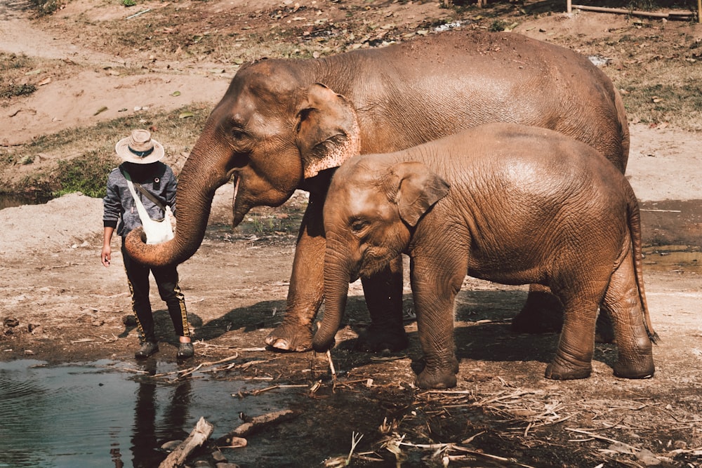 수역 근처의 갈색 코끼리 두 마리 근처에 있는 사람