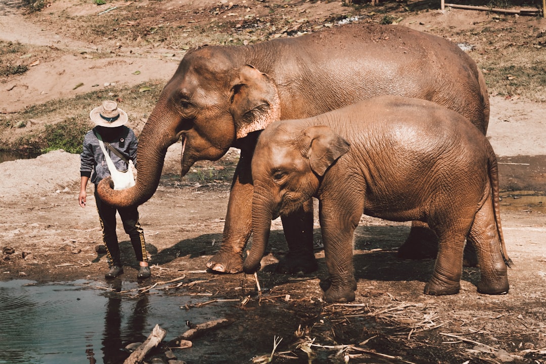 Elephants in Thailand photo by Kym Ellis (@kymellis) on Unsplash Elephants in Thailand photo by Kym Ellis (@kymellis) on Unsplash