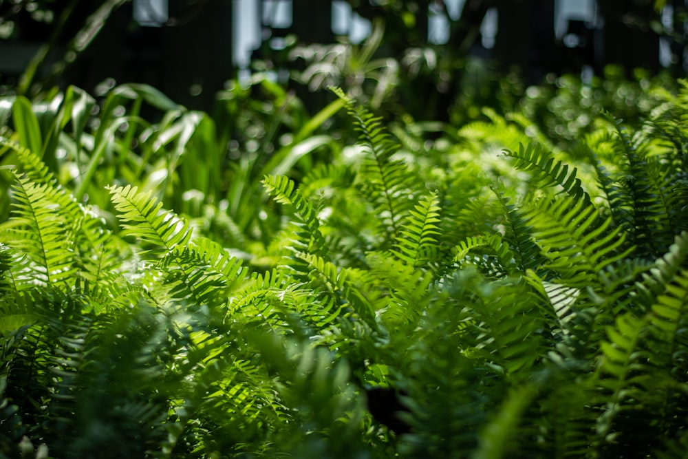 green ferns during daytime