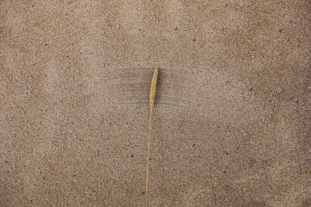 a toothbrush sticking out of the sand on a beach