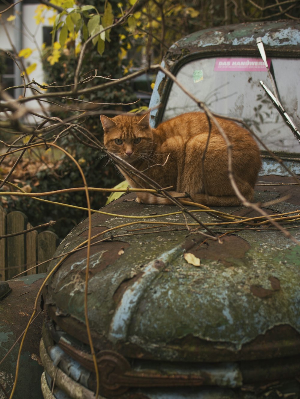 brown tabby cat on rusted brown abandoned vehicle