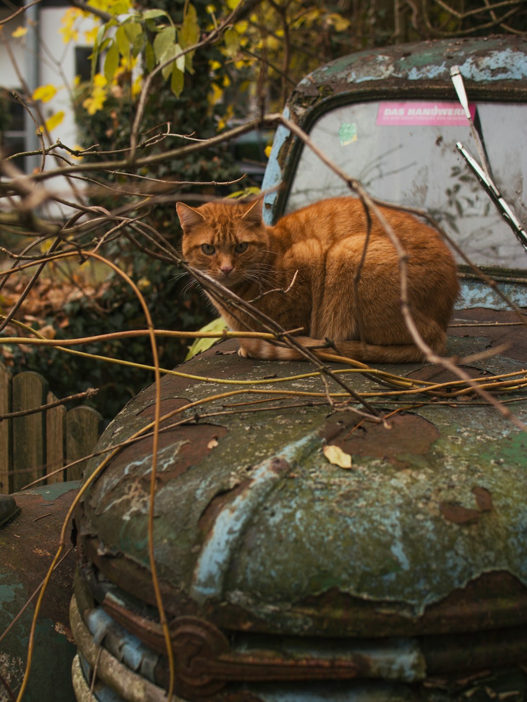 brown tabby cat on rusted brown abandoned vehicle