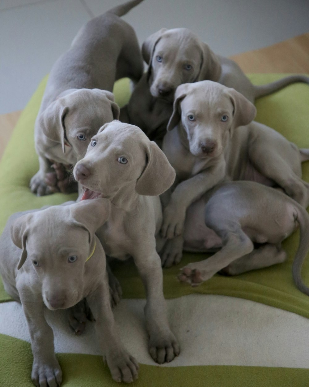 six short-coated gray puppies