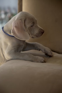 A playful puppy with a soft pastel blue collar sitting on a beige blanket.