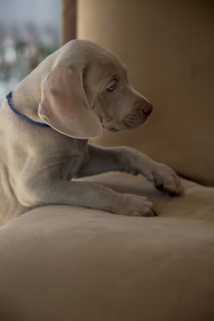 A playful puppy with a soft pastel blue collar sitting on a beige blanket.