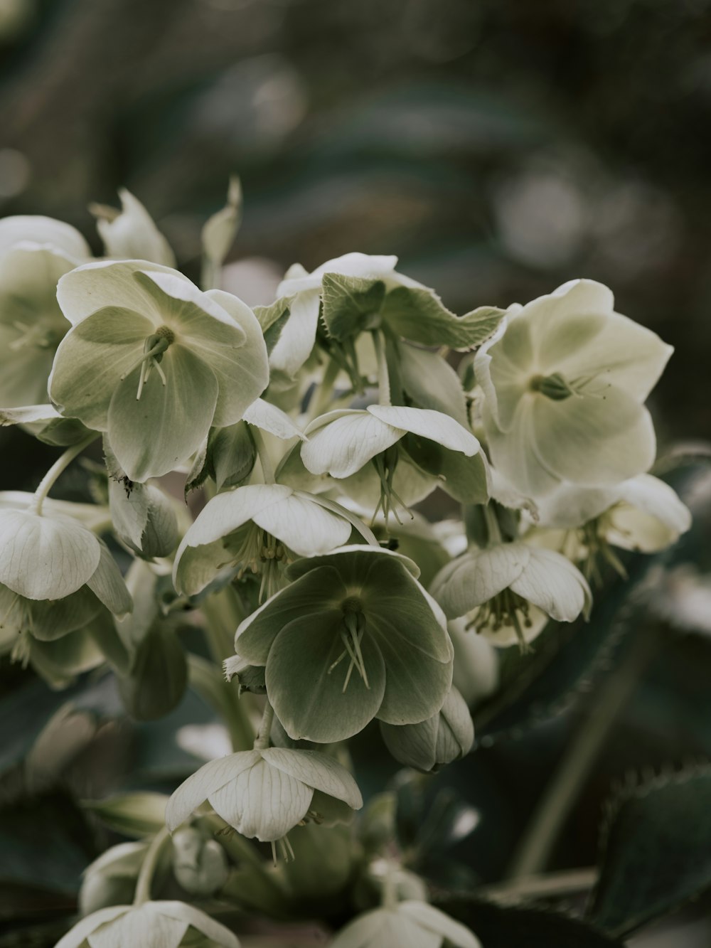 white flowers