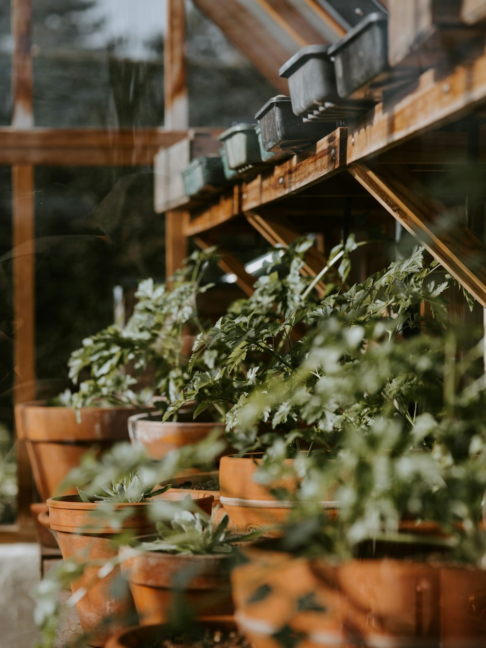 green-leafed plants in brown pots