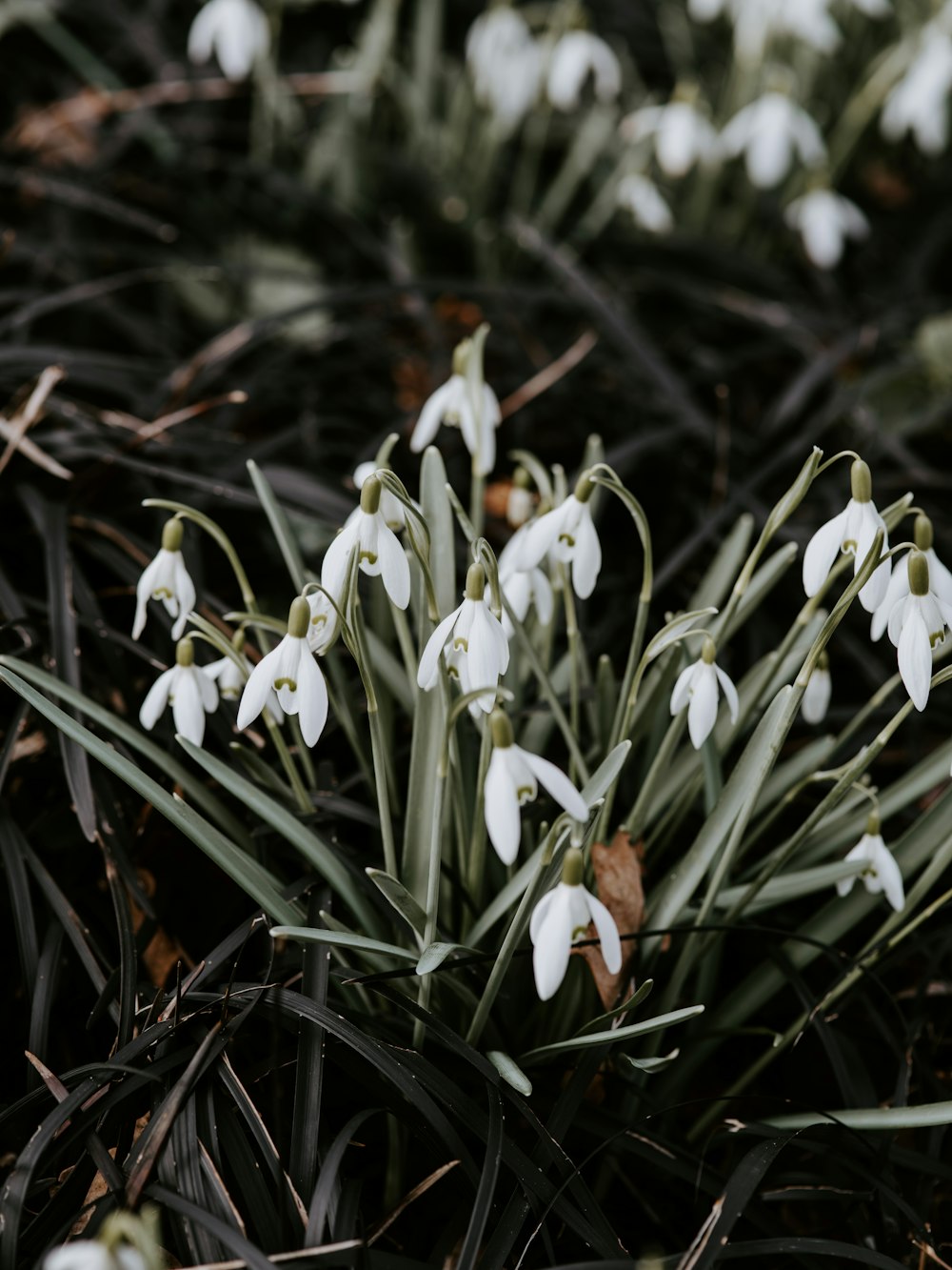 white flower